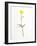 Buttercup-Will Wilkinson-Framed Photographic Print