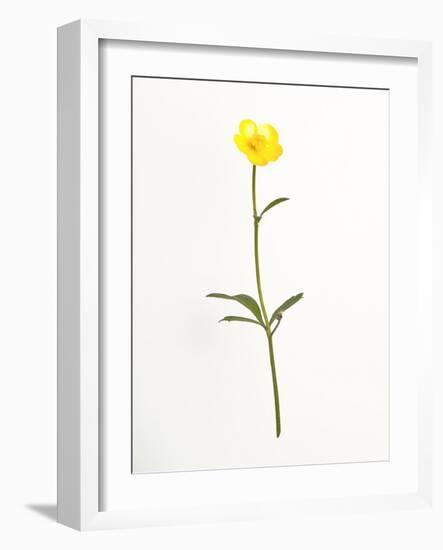 Buttercup-Will Wilkinson-Framed Photographic Print