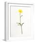 Buttercup-Will Wilkinson-Framed Photographic Print