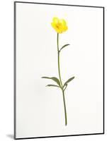 Buttercup-Will Wilkinson-Mounted Photographic Print