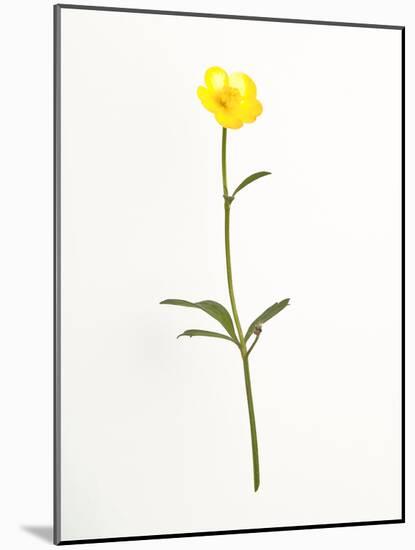 Buttercup-Will Wilkinson-Mounted Photographic Print
