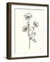 Buttercup-Moira Hershey-Framed Art Print