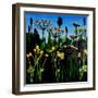 Buttercups  acrylic on board-Sarah Thompson-Engels-Framed Giclee Print