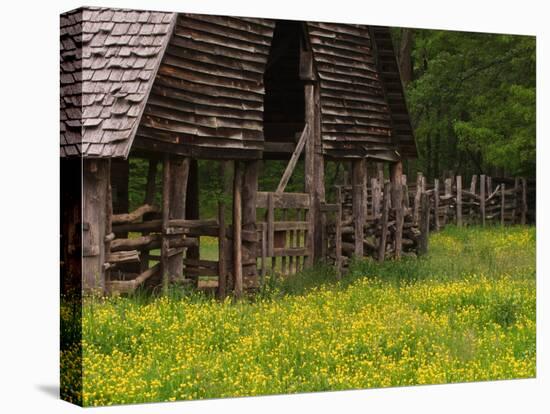 Buttercups and Cantilever Barn, Pioneer Homestead, Great Smoky Mountains National Park, N. Carolina-Adam Jones-Stretched Canvas