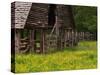 Buttercups and Cantilever Barn, Pioneer Homestead, Great Smoky Mountains National Park, N. Carolina-Adam Jones-Stretched Canvas