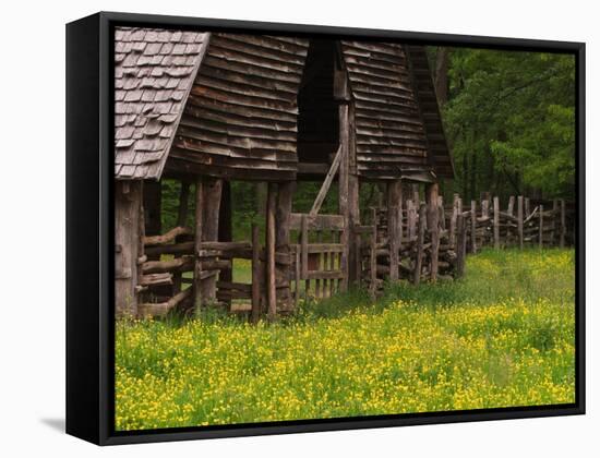 Buttercups and Cantilever Barn, Pioneer Homestead, Great Smoky Mountains National Park, N. Carolina-Adam Jones-Framed Stretched Canvas