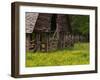 Buttercups and Cantilever Barn, Pioneer Homestead, Great Smoky Mountains National Park, N. Carolina-Adam Jones-Framed Premium Photographic Print