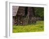 Buttercups and Cantilever Barn, Pioneer Homestead, Great Smoky Mountains National Park, N. Carolina-Adam Jones-Framed Premium Photographic Print