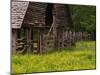 Buttercups and Cantilever Barn, Pioneer Homestead, Great Smoky Mountains National Park, N. Carolina-Adam Jones-Mounted Premium Photographic Print