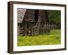 Buttercups and Cantilever Barn, Pioneer Homestead, Great Smoky Mountains National Park, N. Carolina-Adam Jones-Framed Photographic Print