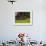 Buttercups and Cantilever Barn, Pioneer Homestead, Great Smoky Mountains National Park, N. Carolina-Adam Jones-Framed Photographic Print displayed on a wall