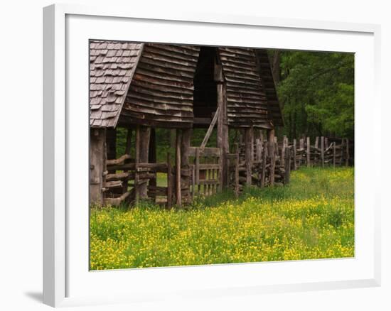 Buttercups and Cantilever Barn, Pioneer Homestead, Great Smoky Mountains National Park, N. Carolina-Adam Jones-Framed Photographic Print