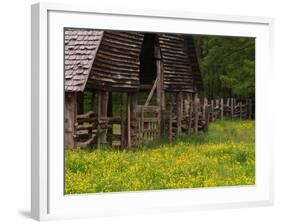 Buttercups and Cantilever Barn, Pioneer Homestead, Great Smoky Mountains National Park, N. Carolina-Adam Jones-Framed Photographic Print