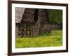 Buttercups and Cantilever Barn, Pioneer Homestead, Great Smoky Mountains National Park, N. Carolina-Adam Jones-Framed Photographic Print