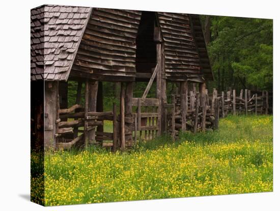 Buttercups and Cantilever Barn, Pioneer Homestead, Great Smoky Mountains National Park, N. Carolina-Adam Jones-Stretched Canvas