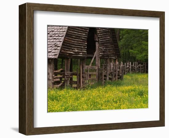 Buttercups and Cantilever Barn, Pioneer Homestead, Great Smoky Mountains National Park, N. Carolina-Adam Jones-Framed Photographic Print