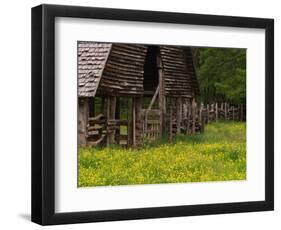 Buttercups and Cantilever Barn, Pioneer Homestead, Great Smoky Mountains National Park, N. Carolina-Adam Jones-Framed Photographic Print