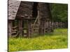 Buttercups and Cantilever Barn, Pioneer Homestead, Great Smoky Mountains National Park, N. Carolina-Adam Jones-Stretched Canvas