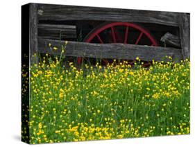 Buttercups and Wagon Wheel, Pioneer Homestead, Great Smoky Mountains National Park, North Carolina-Adam Jones-Stretched Canvas