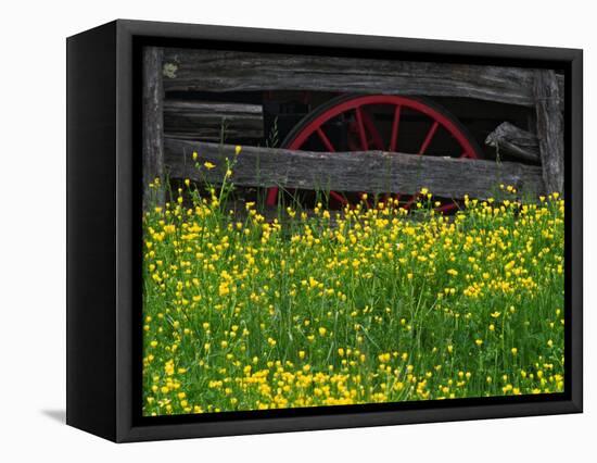 Buttercups and Wagon Wheel, Pioneer Homestead, Great Smoky Mountains National Park, North Carolina-Adam Jones-Framed Stretched Canvas