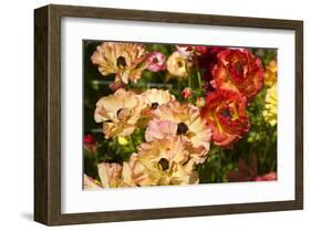 Buttercups in the Filoli Center in Woodside near San Francisco, California, USA-null-Framed Art Print