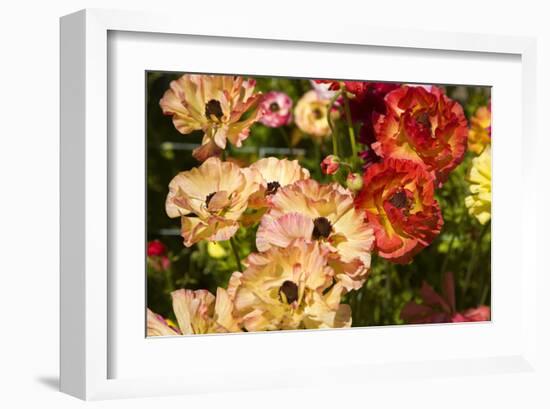 Buttercups in the Filoli Center in Woodside near San Francisco, California, USA-null-Framed Art Print