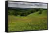 Buttercups (Ranunculus Acris) Flowering in a Meadow, Oesling, Ardennes, Luxembourg, May 2009-Tønning-Framed Stretched Canvas