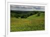 Buttercups (Ranunculus Acris) Flowering in a Meadow, Oesling, Ardennes, Luxembourg, May 2009-Tønning-Framed Photographic Print