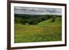 Buttercups (Ranunculus Acris) Flowering in a Meadow, Oesling, Ardennes, Luxembourg, May 2009-Tønning-Framed Photographic Print