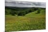 Buttercups (Ranunculus Acris) Flowering in a Meadow, Oesling, Ardennes, Luxembourg, May 2009-Tønning-Mounted Photographic Print