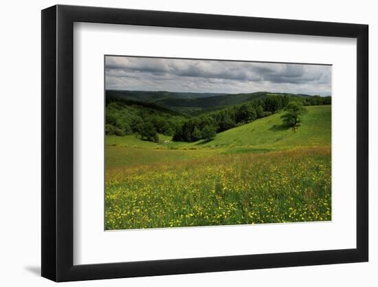 Buttercups (Ranunculus Acris) Flowering in a Meadow, Oesling, Ardennes, Luxembourg, May 2009-Tønning-Framed Photographic Print