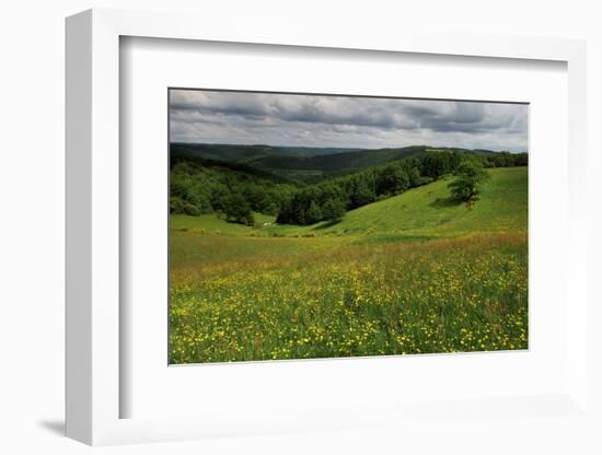 Buttercups (Ranunculus Acris) Flowering in a Meadow, Oesling, Ardennes, Luxembourg, May 2009-Tønning-Framed Photographic Print