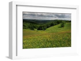 Buttercups (Ranunculus Acris) Flowering in a Meadow, Oesling, Ardennes, Luxembourg, May 2009-Tønning-Framed Photographic Print