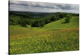 Buttercups (Ranunculus Acris) Flowering in a Meadow, Oesling, Ardennes, Luxembourg, May 2009-Tønning-Stretched Canvas