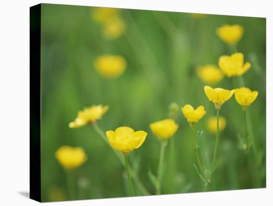 Buttercups-Lee Frost-Stretched Canvas