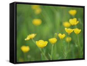 Buttercups-Lee Frost-Framed Stretched Canvas