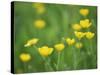 Buttercups-Lee Frost-Stretched Canvas