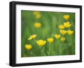 Buttercups-Lee Frost-Framed Photographic Print