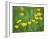 Buttercups-Lee Frost-Framed Photographic Print