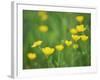 Buttercups-Lee Frost-Framed Photographic Print