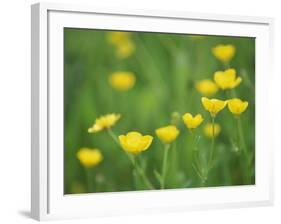 Buttercups-Lee Frost-Framed Photographic Print