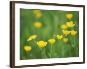 Buttercups-Lee Frost-Framed Photographic Print