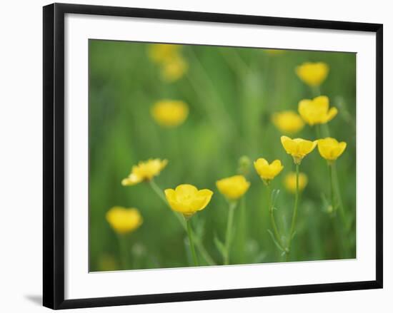 Buttercups-Lee Frost-Framed Photographic Print