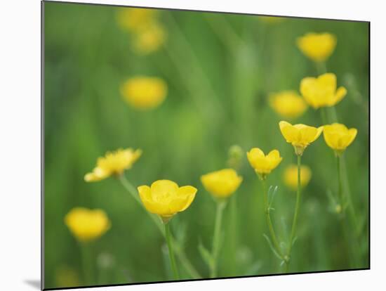 Buttercups-Lee Frost-Mounted Photographic Print