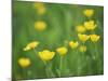 Buttercups-Lee Frost-Mounted Photographic Print