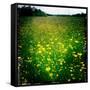 Buttercups-Craig Roberts-Framed Stretched Canvas