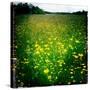 Buttercups-Craig Roberts-Stretched Canvas