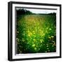 Buttercups-Craig Roberts-Framed Photographic Print