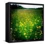 Buttercups-Craig Roberts-Framed Stretched Canvas