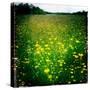 Buttercups-Craig Roberts-Stretched Canvas